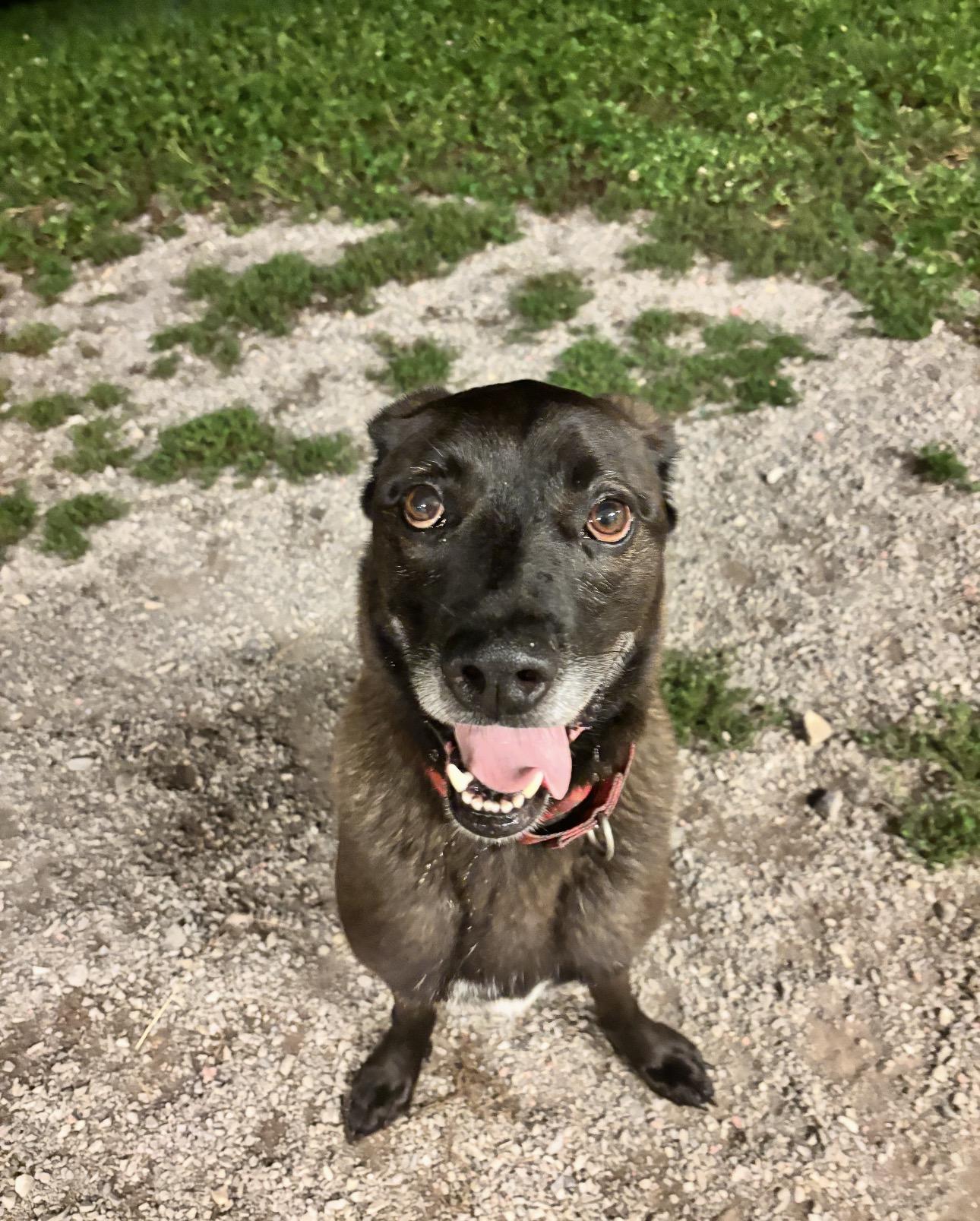 Enlarge Bernie, a Adoptable mixed breed in Indiana, PA image 3/4