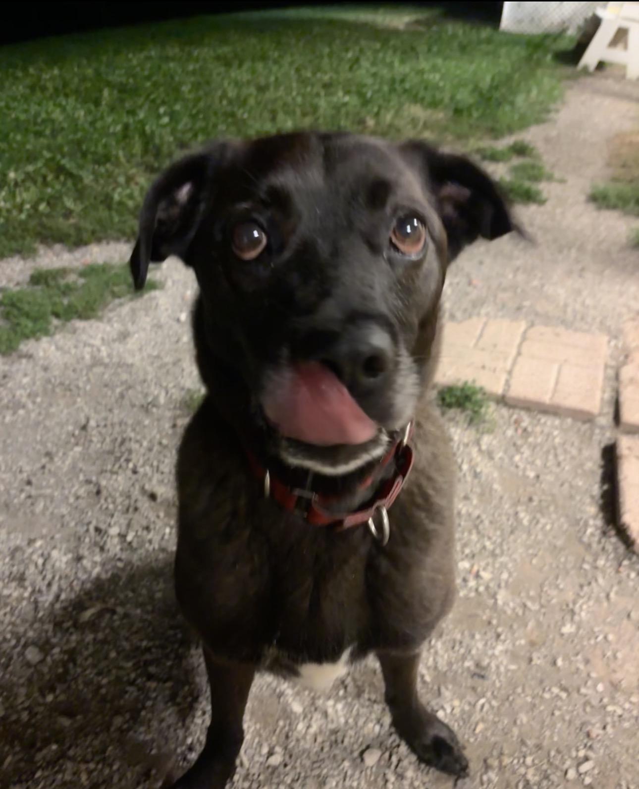 Enlarge Bernie, a Adoptable mixed breed in Indiana, PA image 2/4