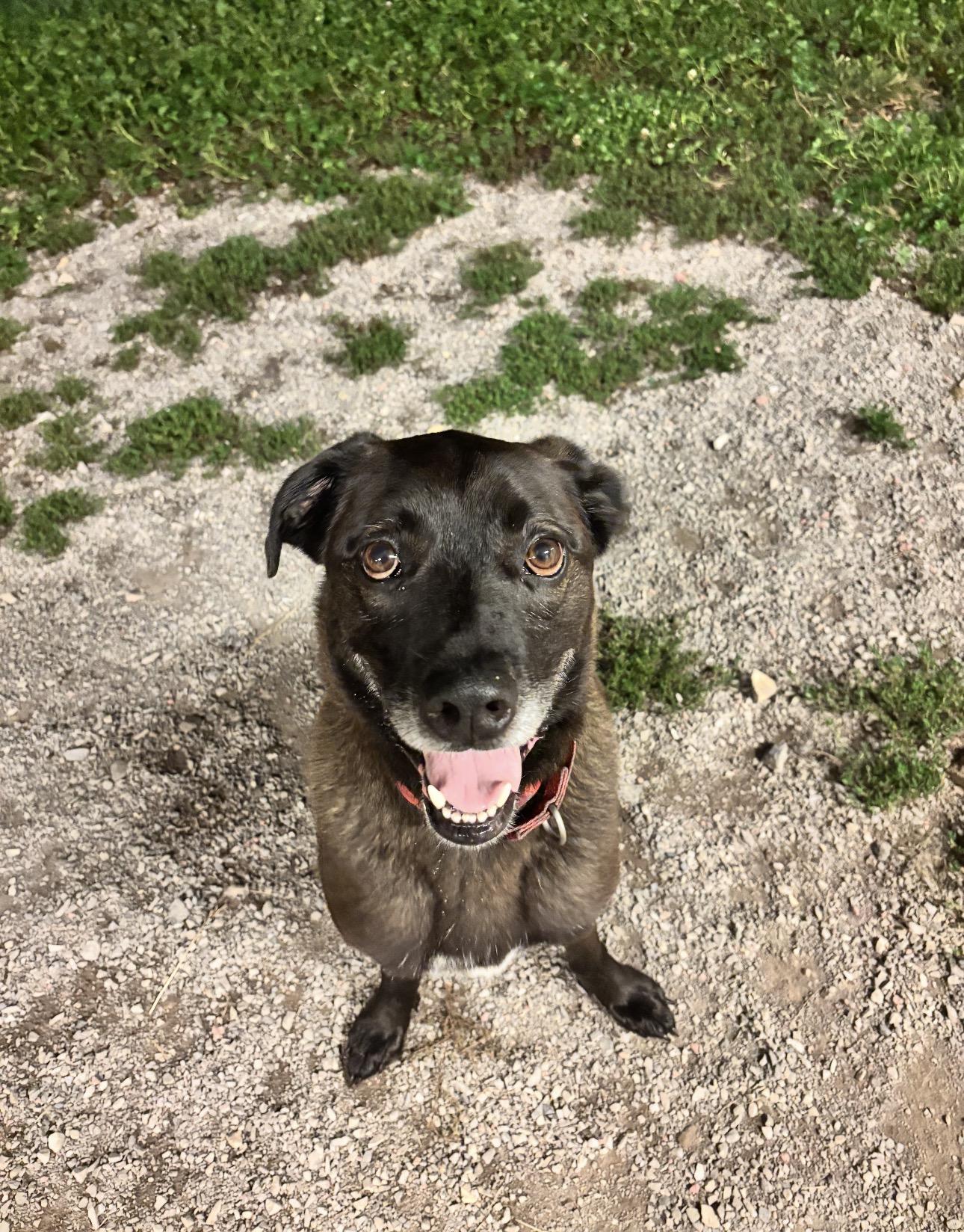 Enlarge Bernie, a Adoptable mixed breed in Indiana, PA image 4/4
