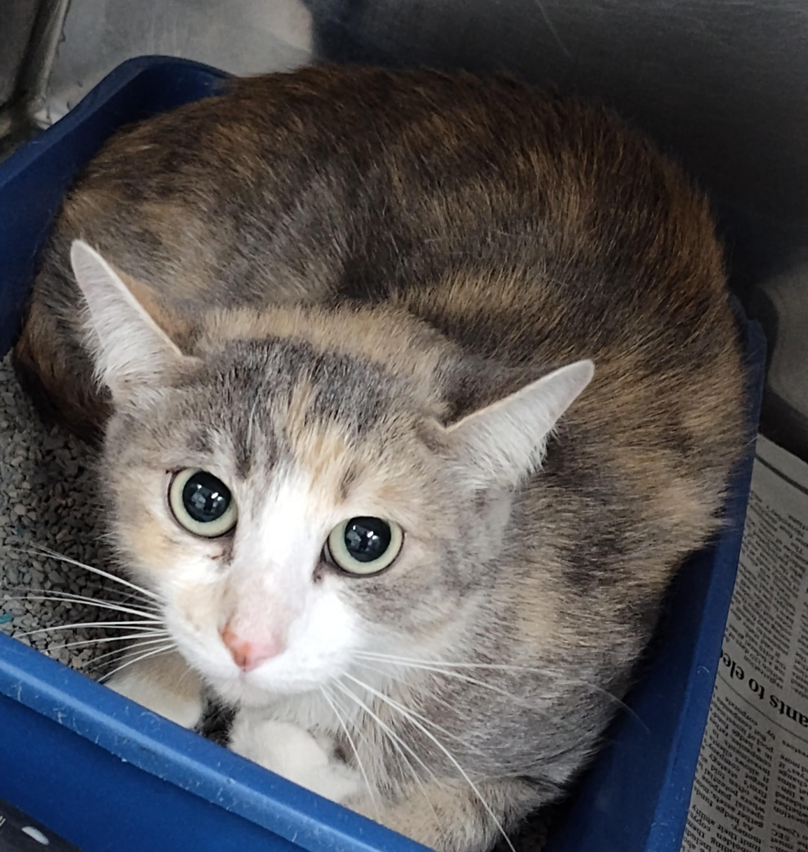 Enlarge ALICE MARIE, a Adoptable Dilute Calico in Claremore, OK image 2/2