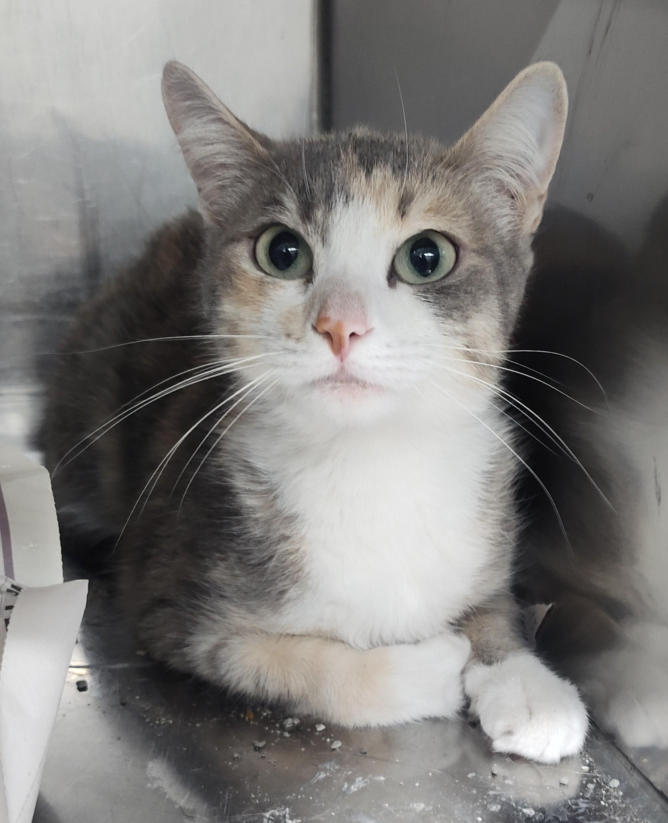 ALICE MARIE, Adoptable, Adult Female Dilute Calico.