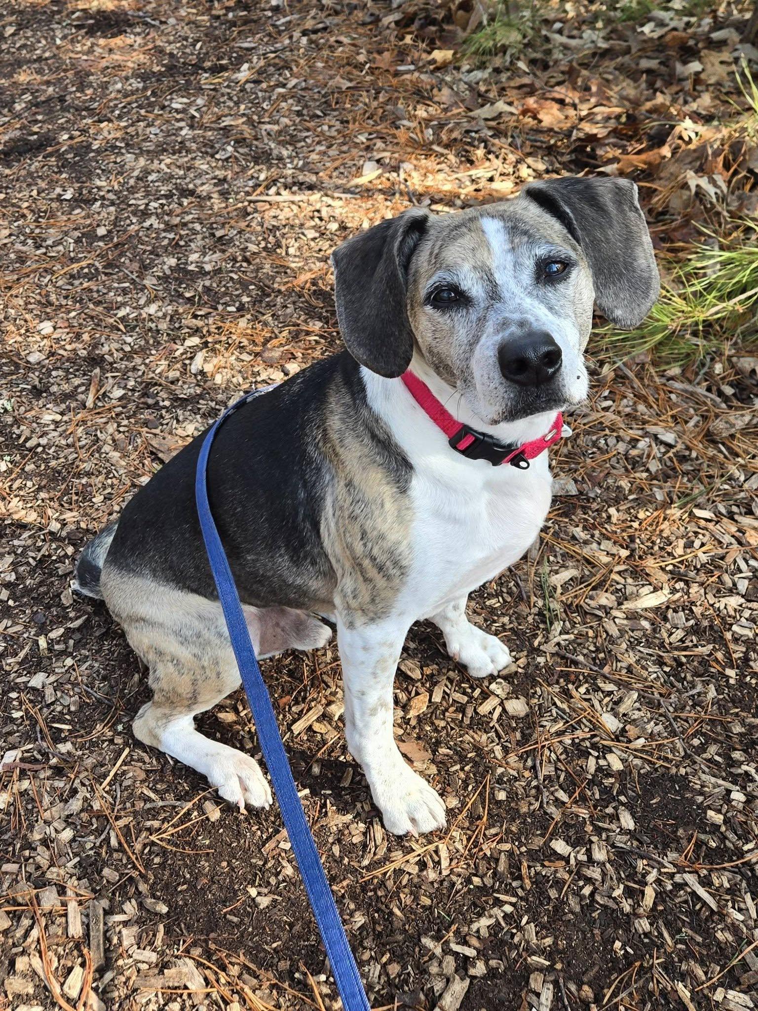 Jackie, adoptable, Adult Male Beagle.