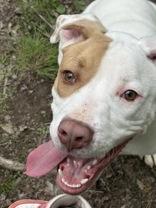 Wafer, an adopted Pit Bull Terrier in Potsdam, NY image 4/4