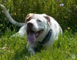 Wafer, adopted, Adult Male Pit Bull Terrier.