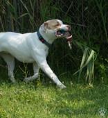 Wafer, an adopted Pit Bull Terrier in Potsdam, NY image 2/4
