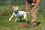 Wafer, an adopted Pit Bull Terrier in Potsdam, NY image 3/4