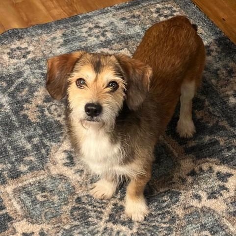Enlarge Poly, an adoptable mixed breed in Williston, VT image 1/5