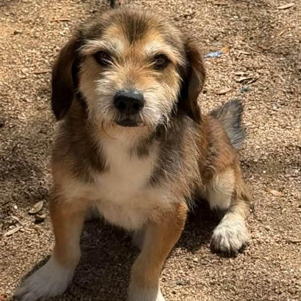 Poly, adoptable, Young Male Terrier.