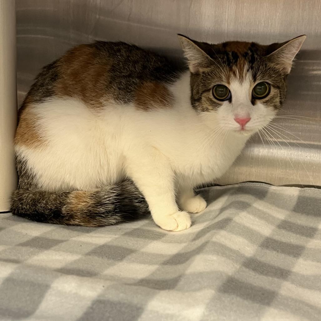 Iridessa FKA Elisa, Adoptable, Young Female Domestic Short Hair.
