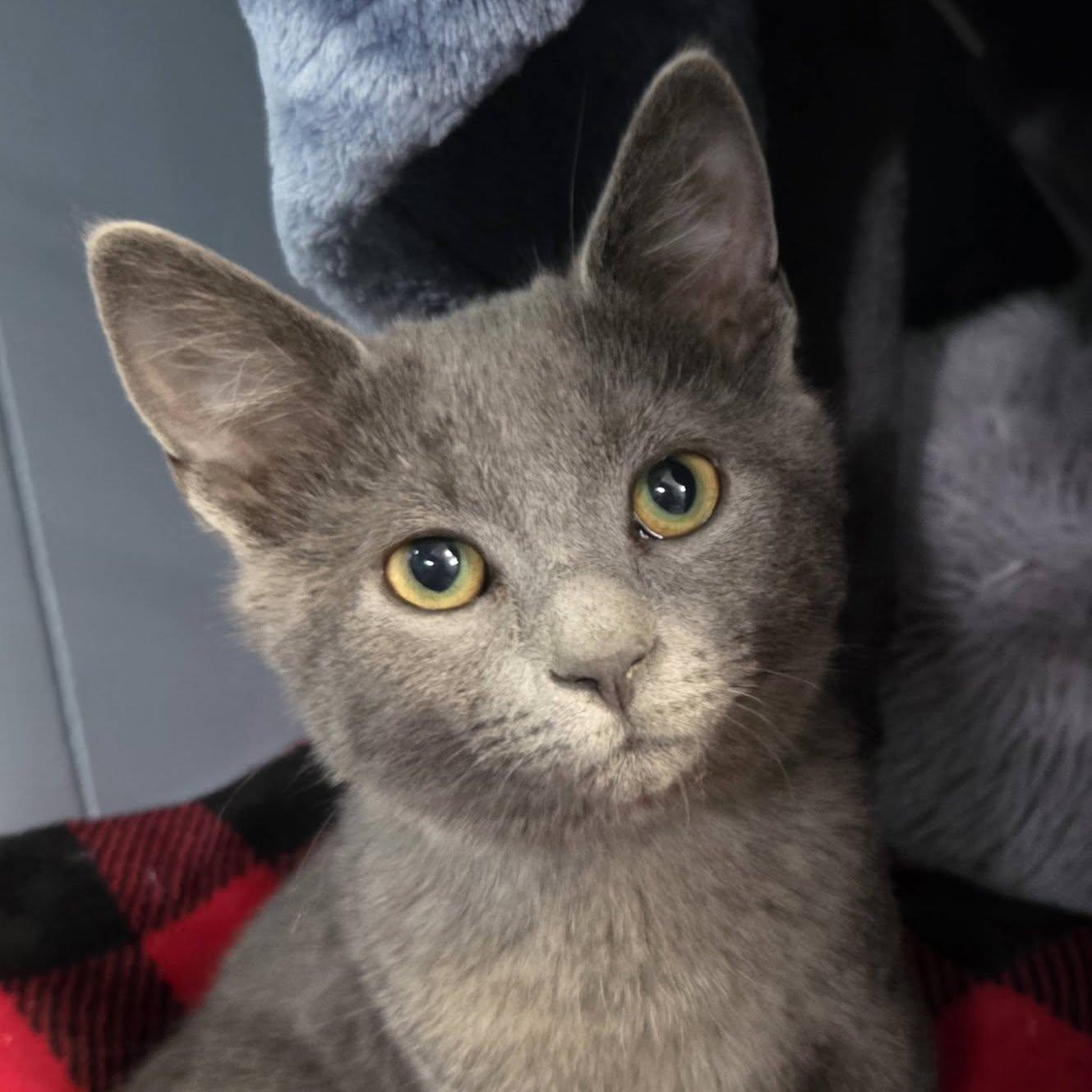 Enlarge Frost, an adopted Domestic Short Hair in Vine Grove, KY image 6/6