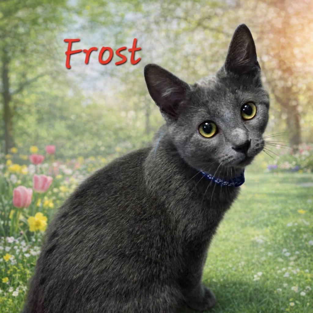 Frost, adopted, Young Male Domestic Short Hair.