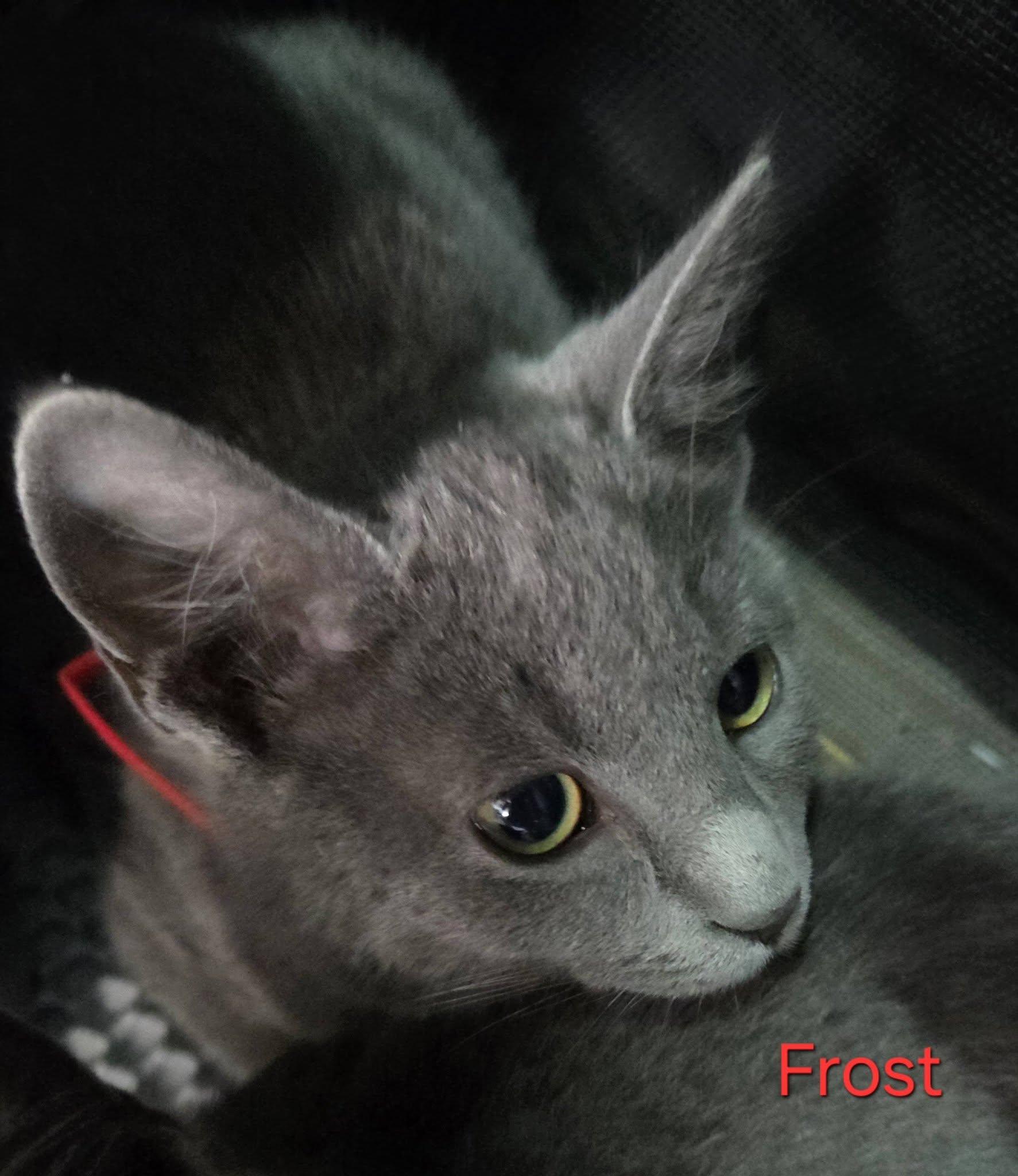 Enlarge Frost, an adopted Domestic Short Hair in Vine Grove, KY image 4/6