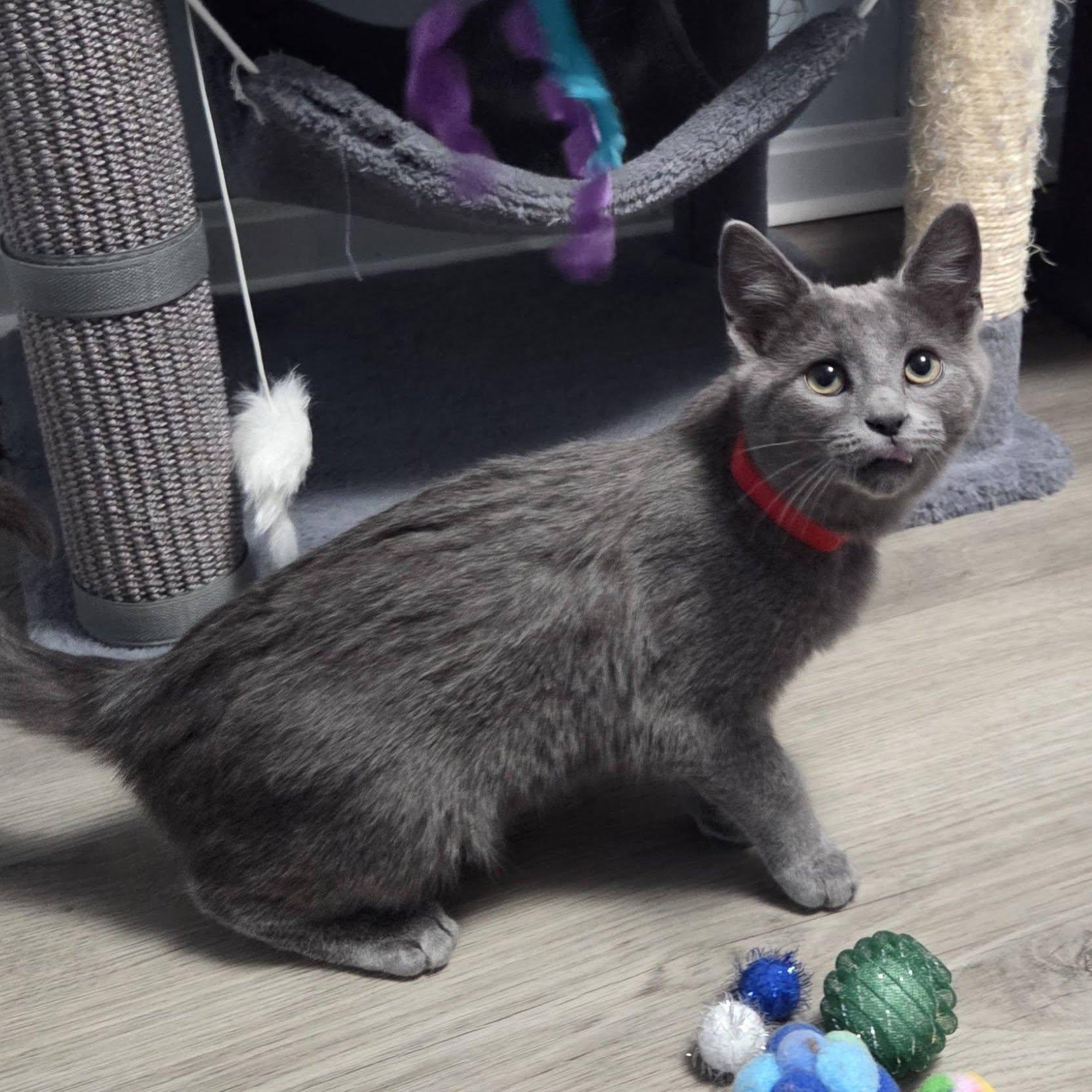 Enlarge Frost, an adopted Domestic Short Hair in Vine Grove, KY image 5/6