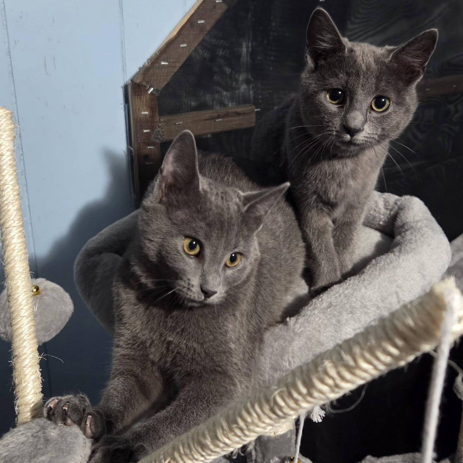 Enlarge Frost, an adopted Domestic Short Hair in Vine Grove, KY image 3/6