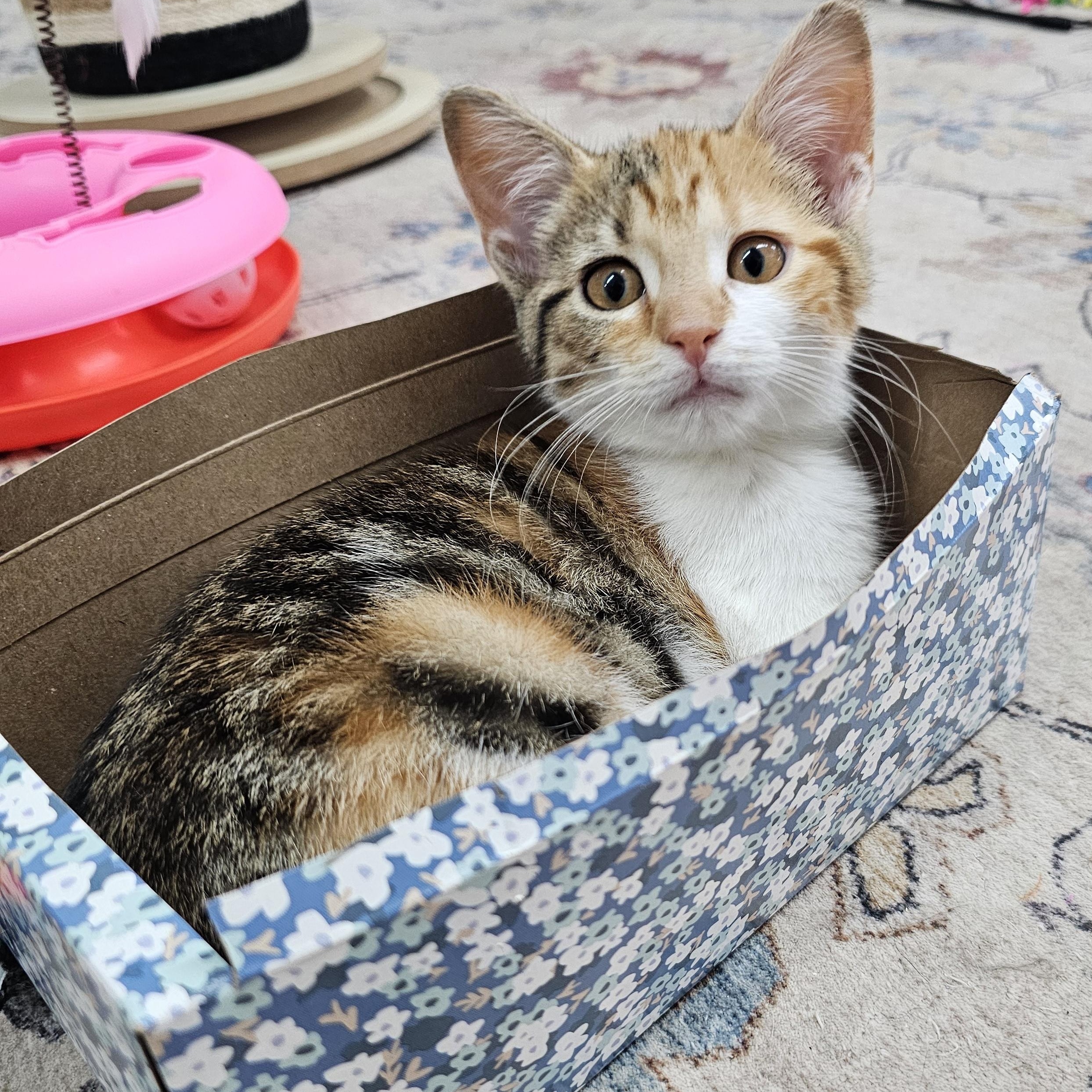 Enlarge Piper, a ADOPTABLE Domestic Short Hair in Toledo, OH image 2/5