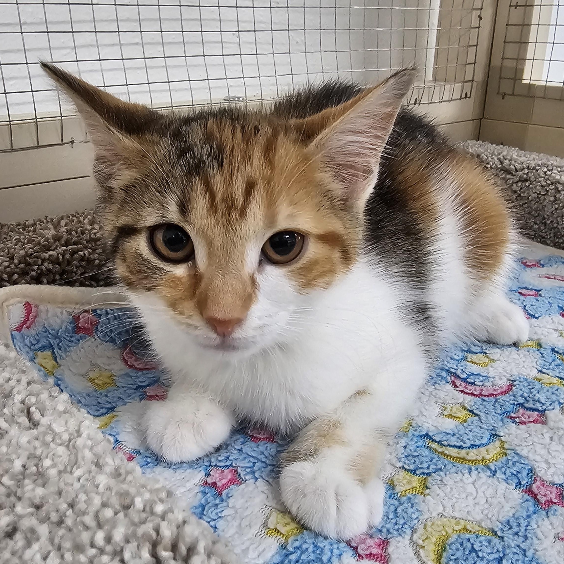 Enlarge Piper, a ADOPTABLE Domestic Short Hair in Toledo, OH image 5/5