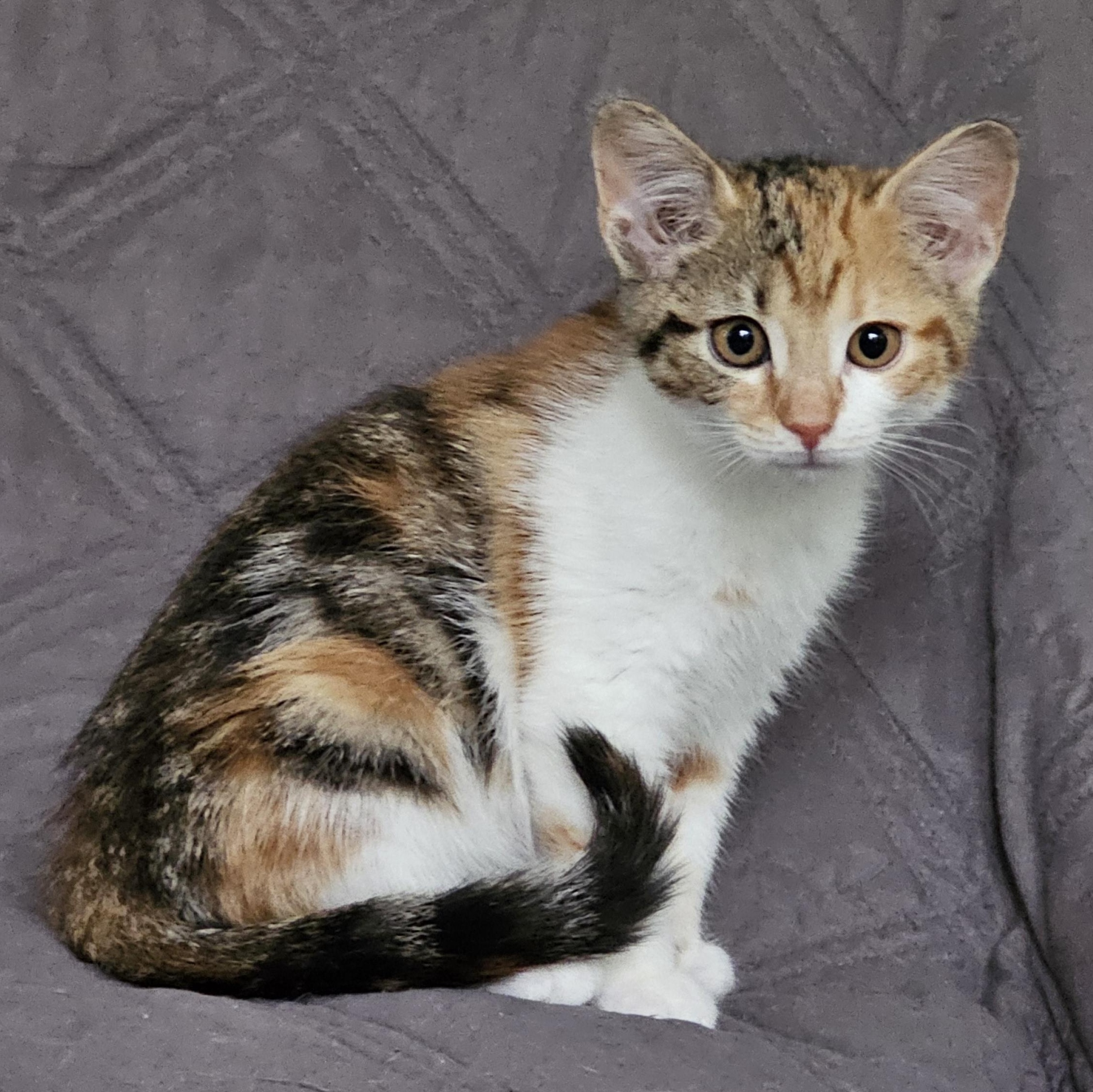 Enlarge Piper, a ADOPTABLE Domestic Short Hair in Toledo, OH image 4/5