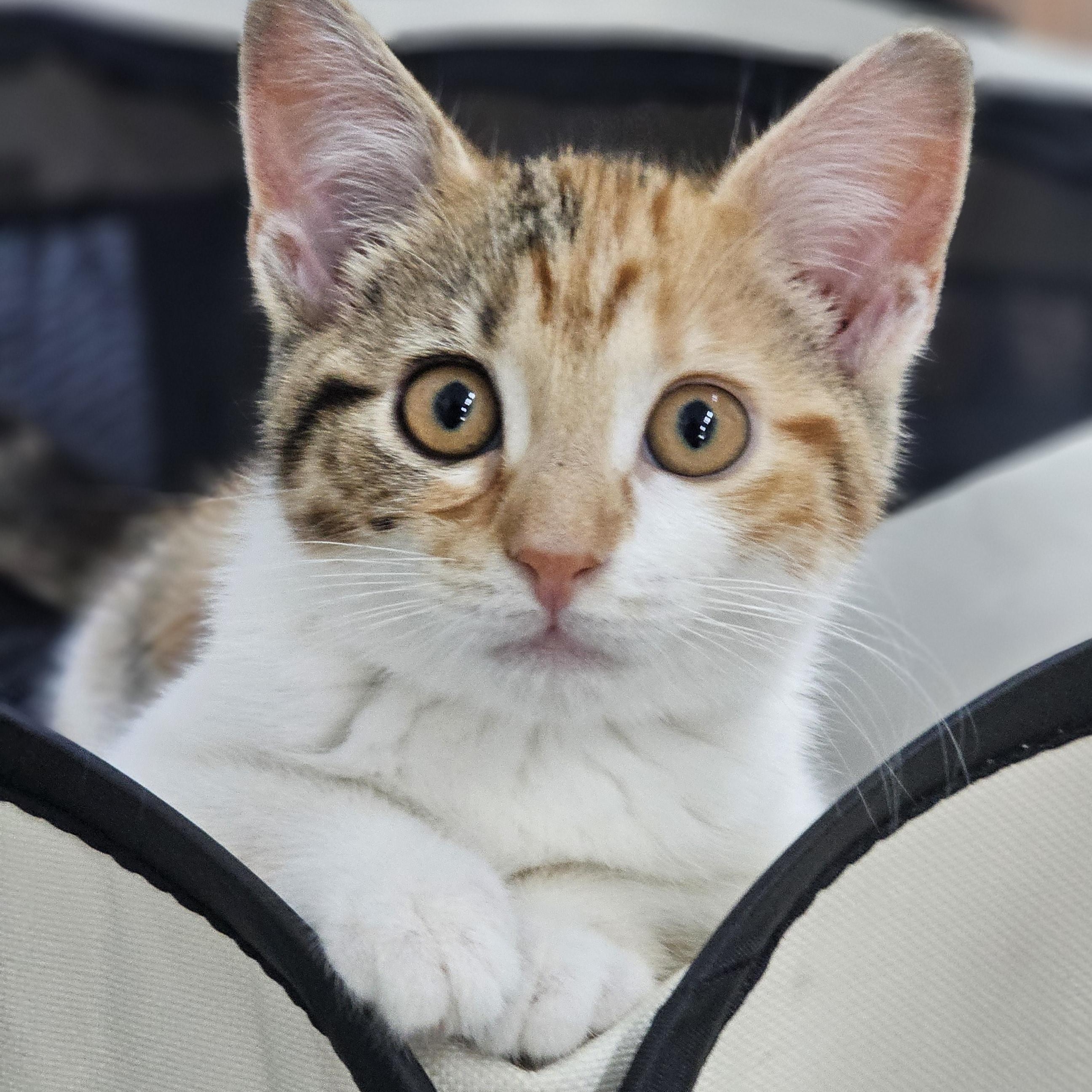 Enlarge Piper, a ADOPTABLE Domestic Short Hair in Toledo, OH image 3/5