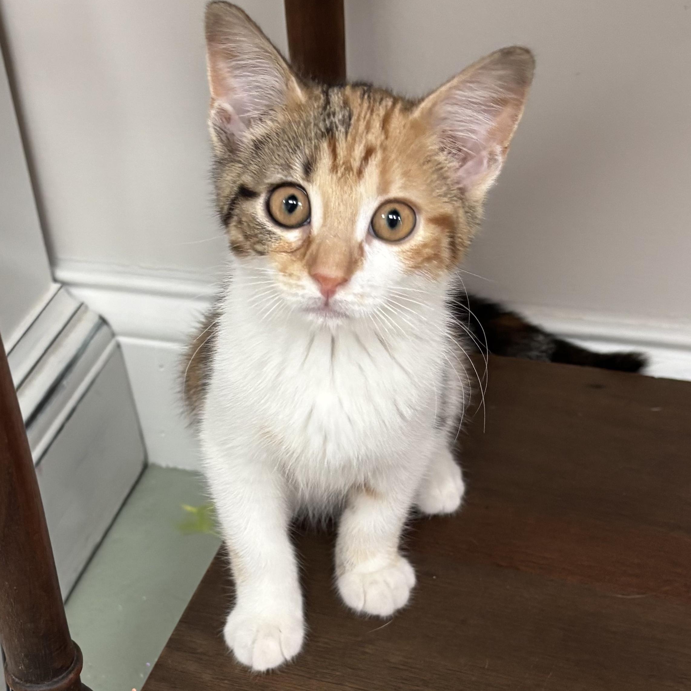 Piper, ADOPTABLE, Kitten Female Domestic Short Hair.