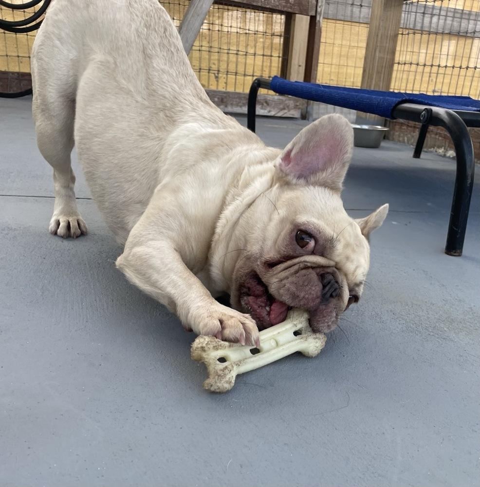 Juneau, a Adoptable French Bulldog in Winter Garden, FL image 1/3