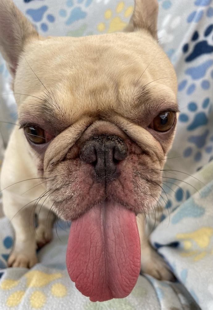 Juneau, a Adoptable French Bulldog in Winter Garden, FL image 2/3