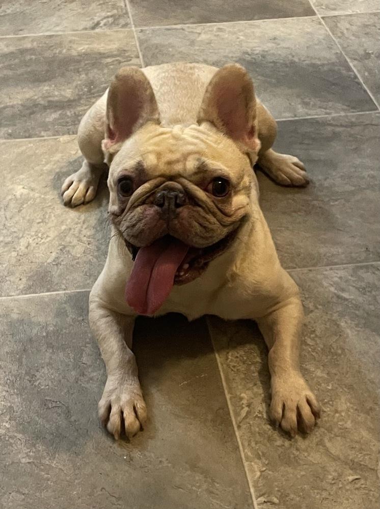 Juneau, a Adoptable French Bulldog in Winter Garden, FL image 3/3
