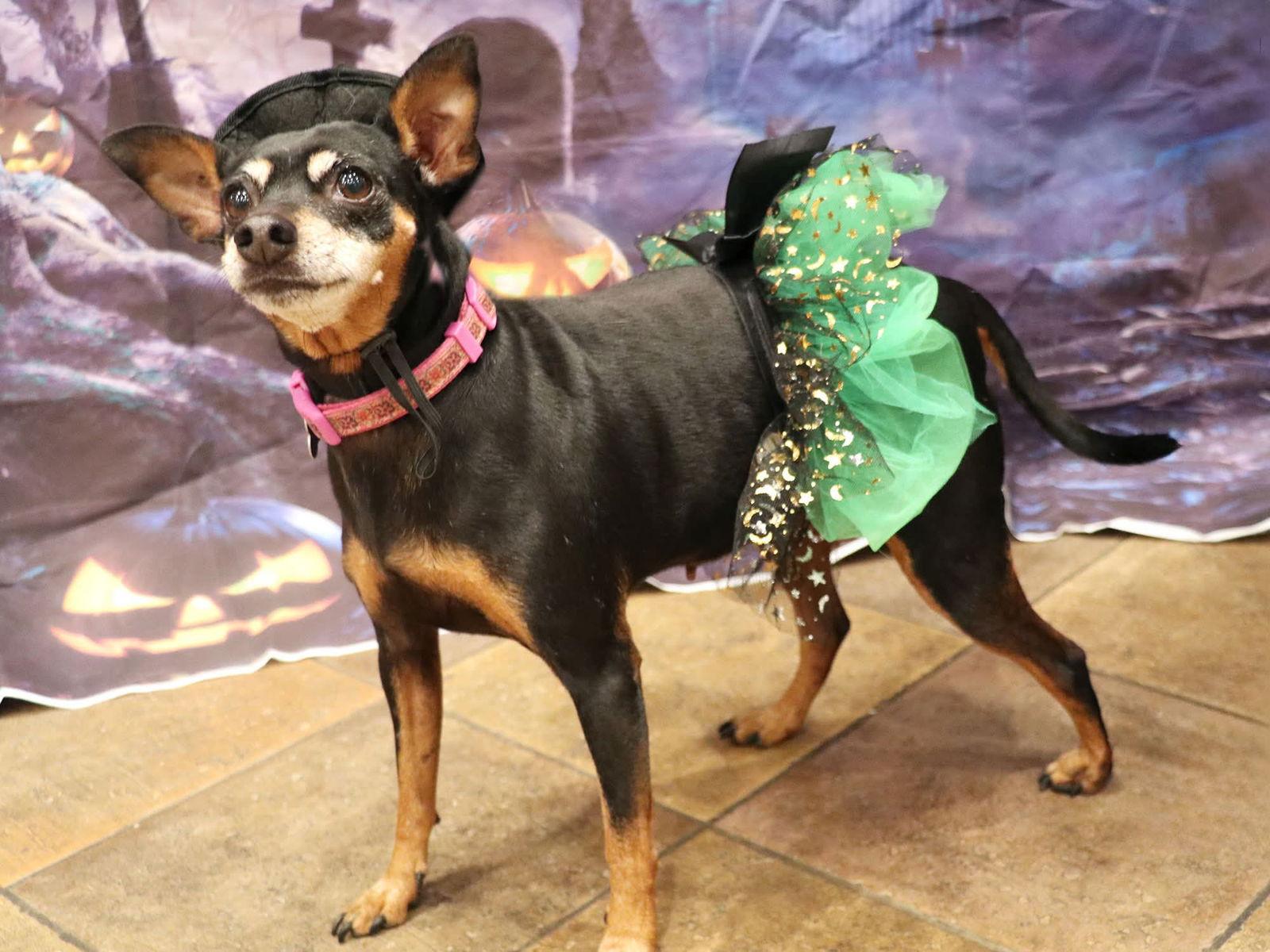 Enlarge Glimmer, a Adoptable Miniature Pinscher in Apple Valley, CA image 1/1