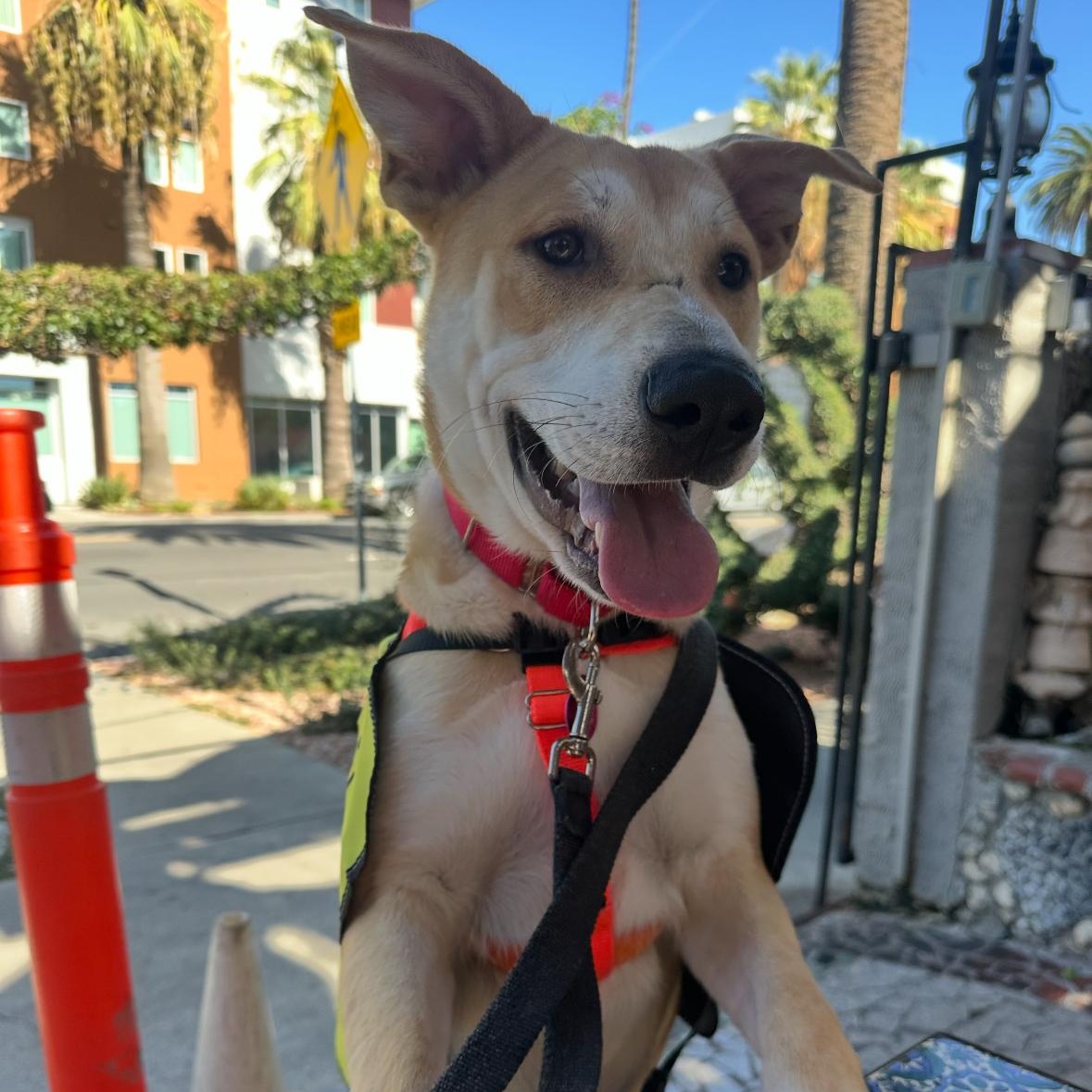Fabi!, a Adoptable Shepherd in Seattle, WA image 3/4