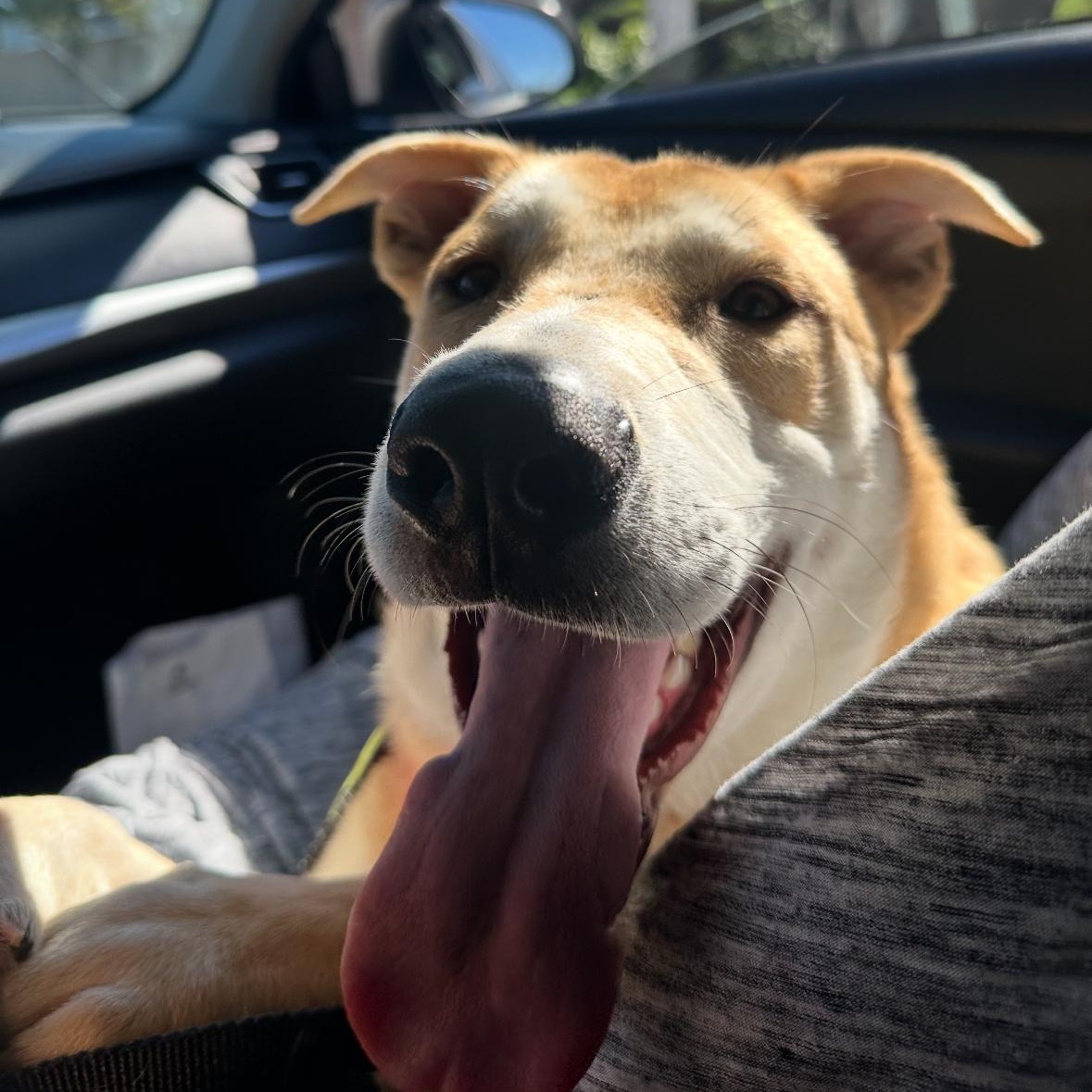 Fabi!, a Adoptable Shepherd in Seattle, WA image 2/4