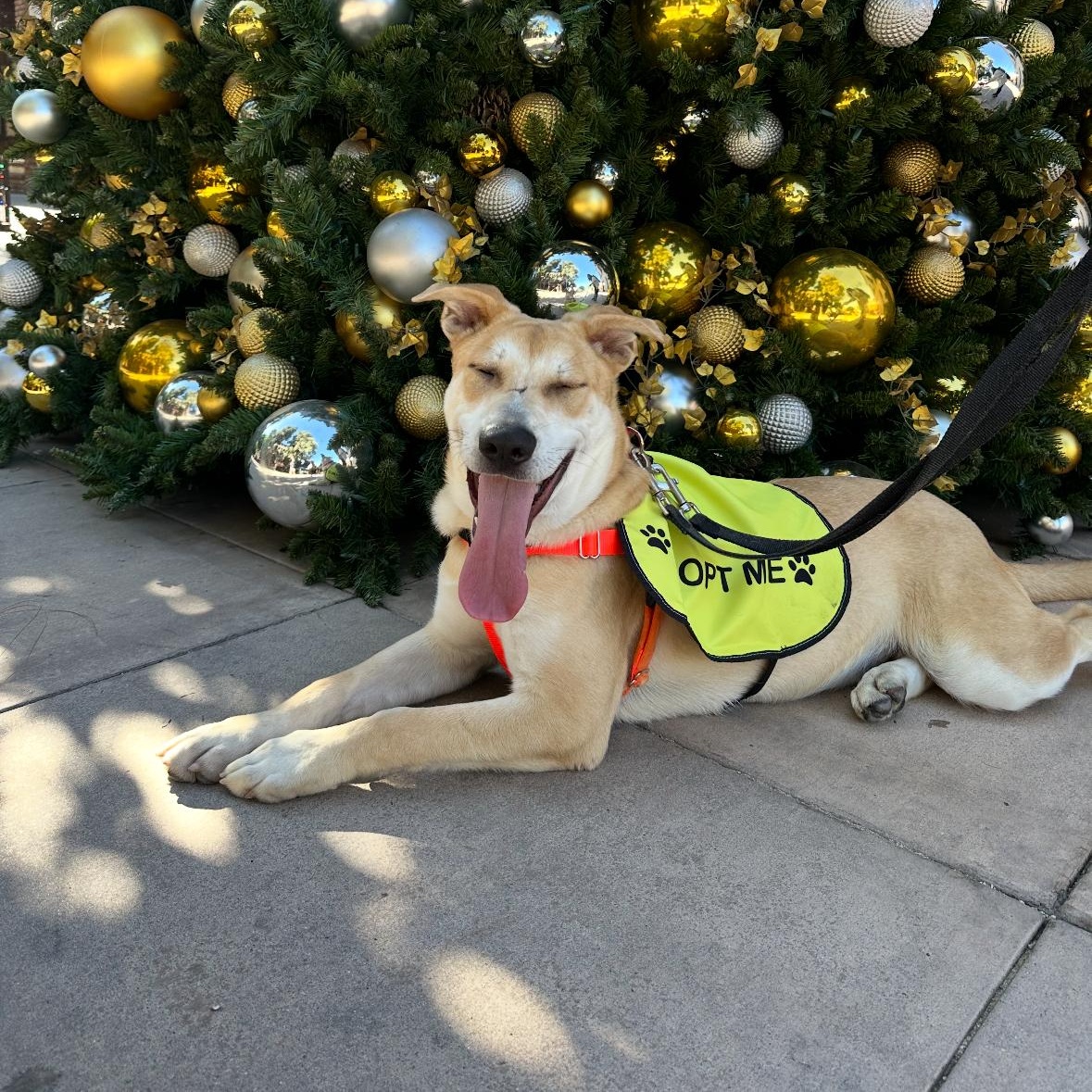 Fabi!, a Adoptable Shepherd in Seattle, WA image 1/4