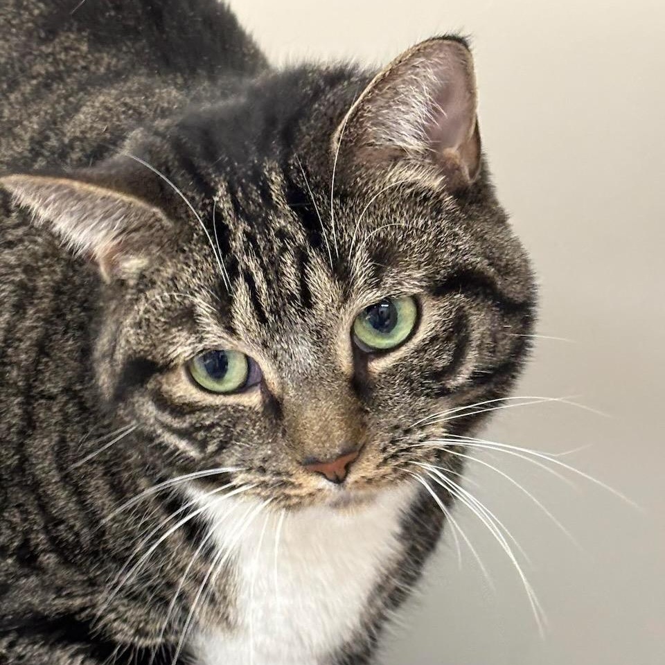 Tabitha, Adoptable, Adult Female Domestic Short Hair & Tiger.