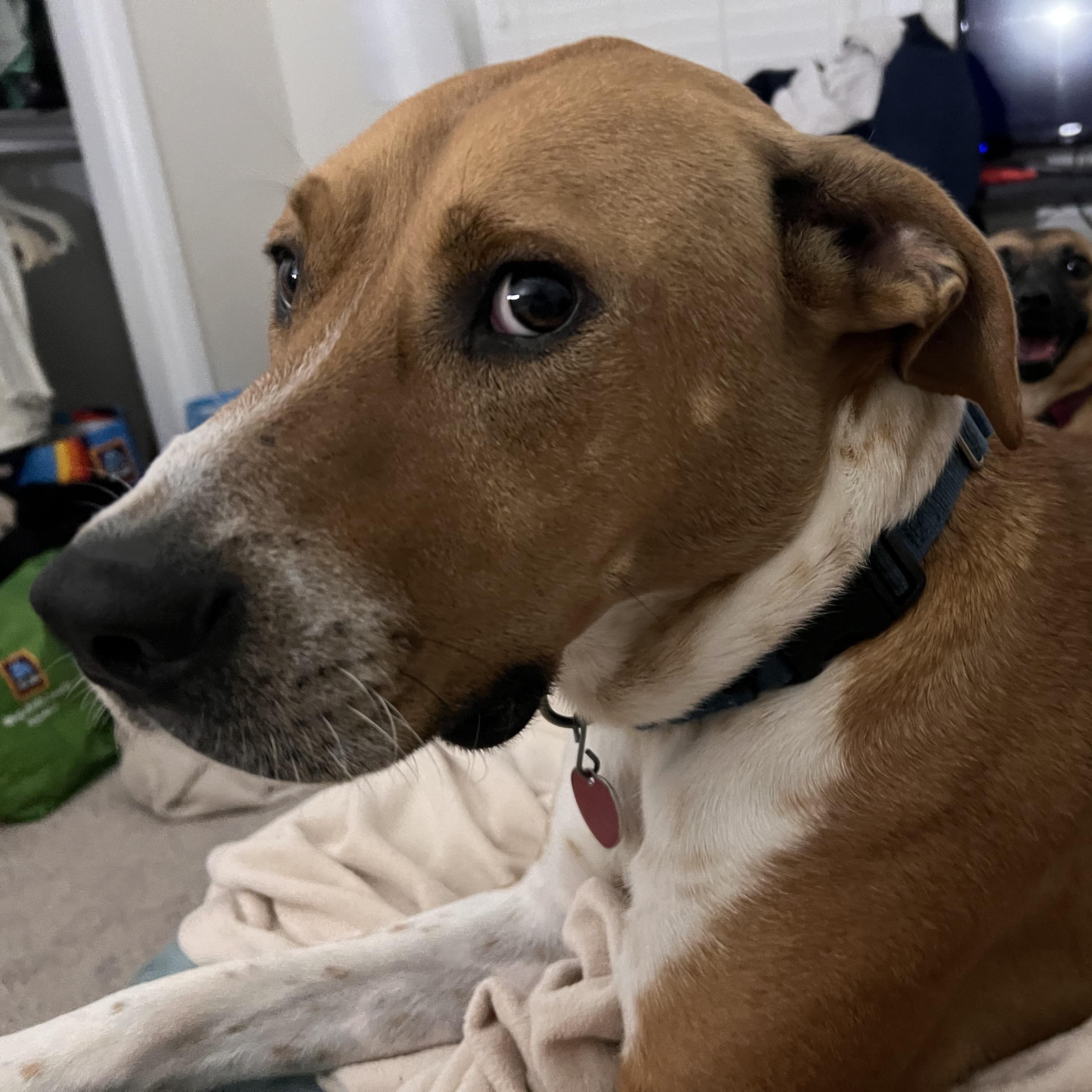 Monty, a Adoptable mixed breed in Shawnee, OK image 1/6