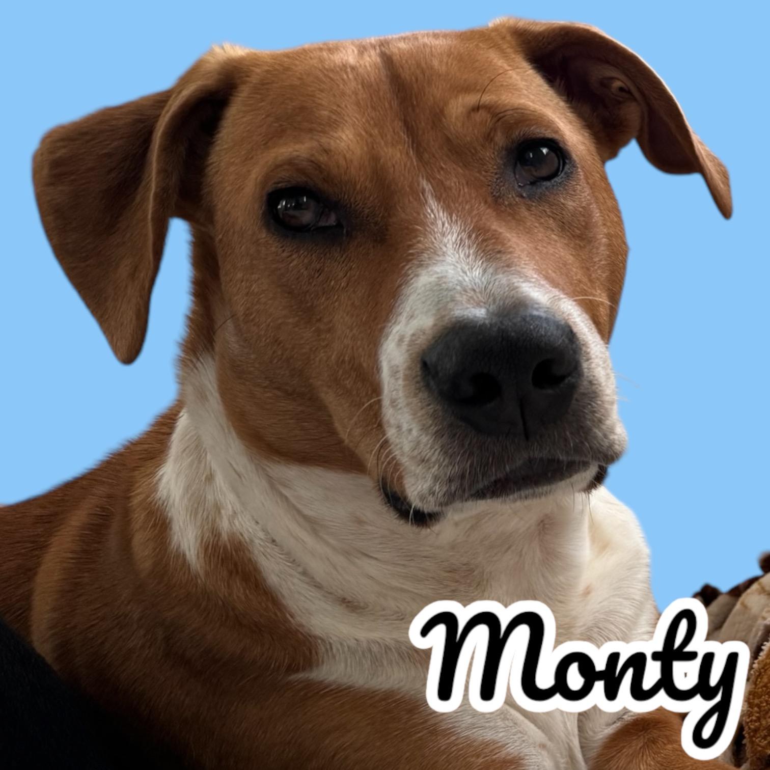 Monty, a Adoptable mixed breed in Shawnee, OK image 2/6