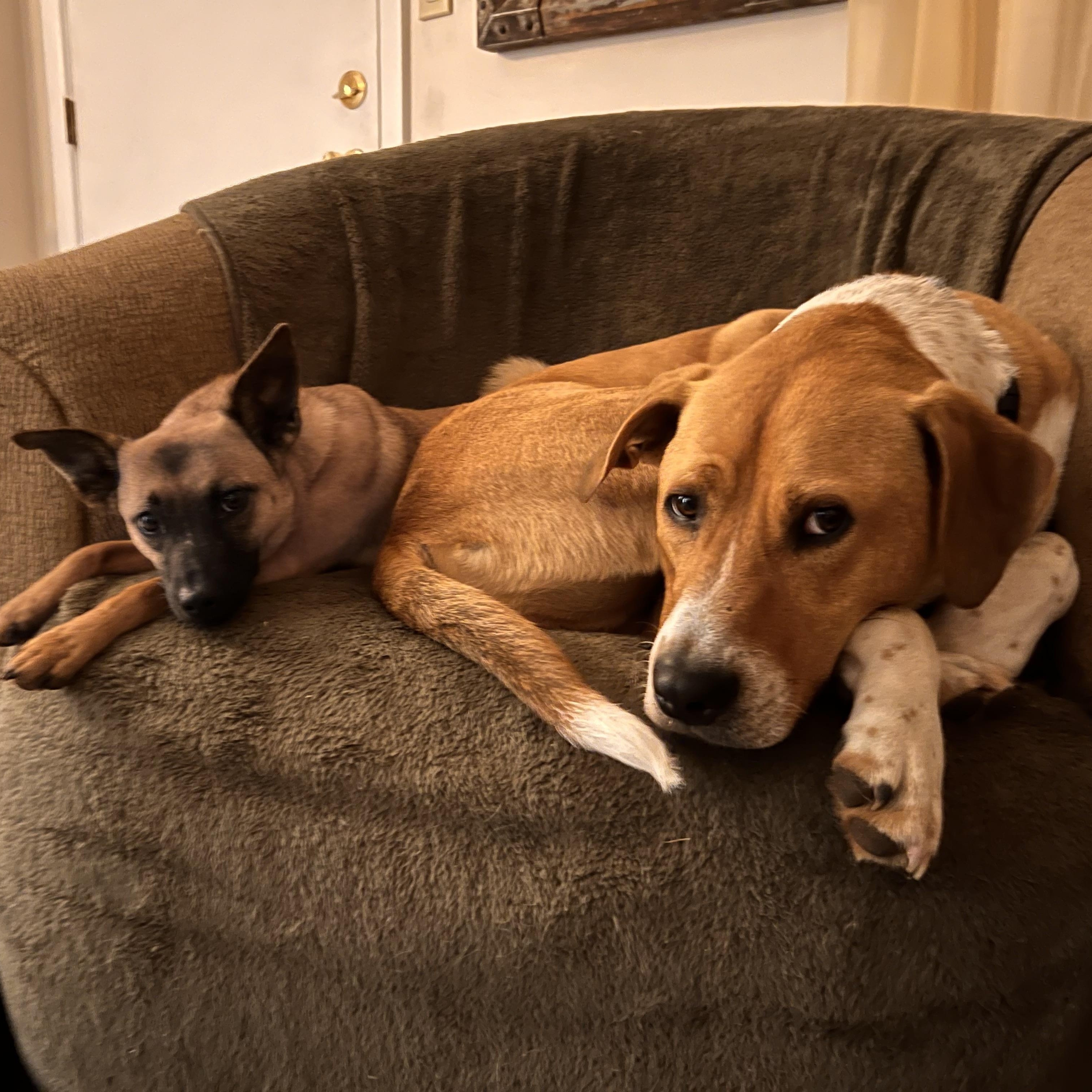 Monty, a Adoptable mixed breed in Shawnee, OK image 3/6