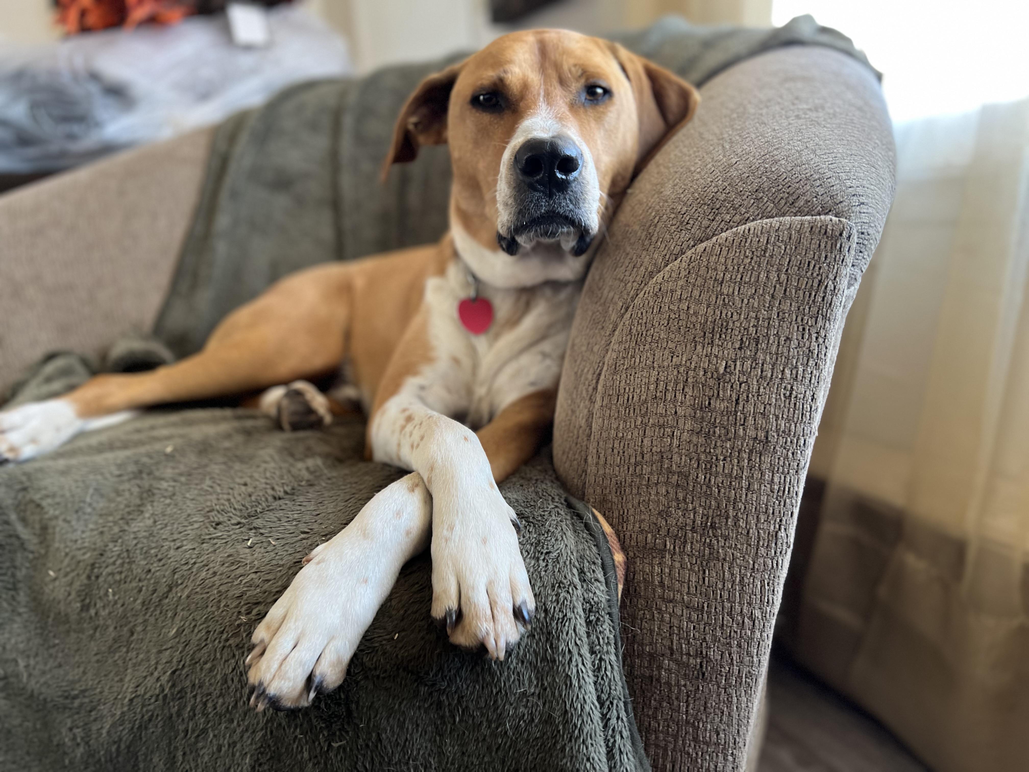 Monty, a Adoptable mixed breed in Shawnee, OK image 4/6