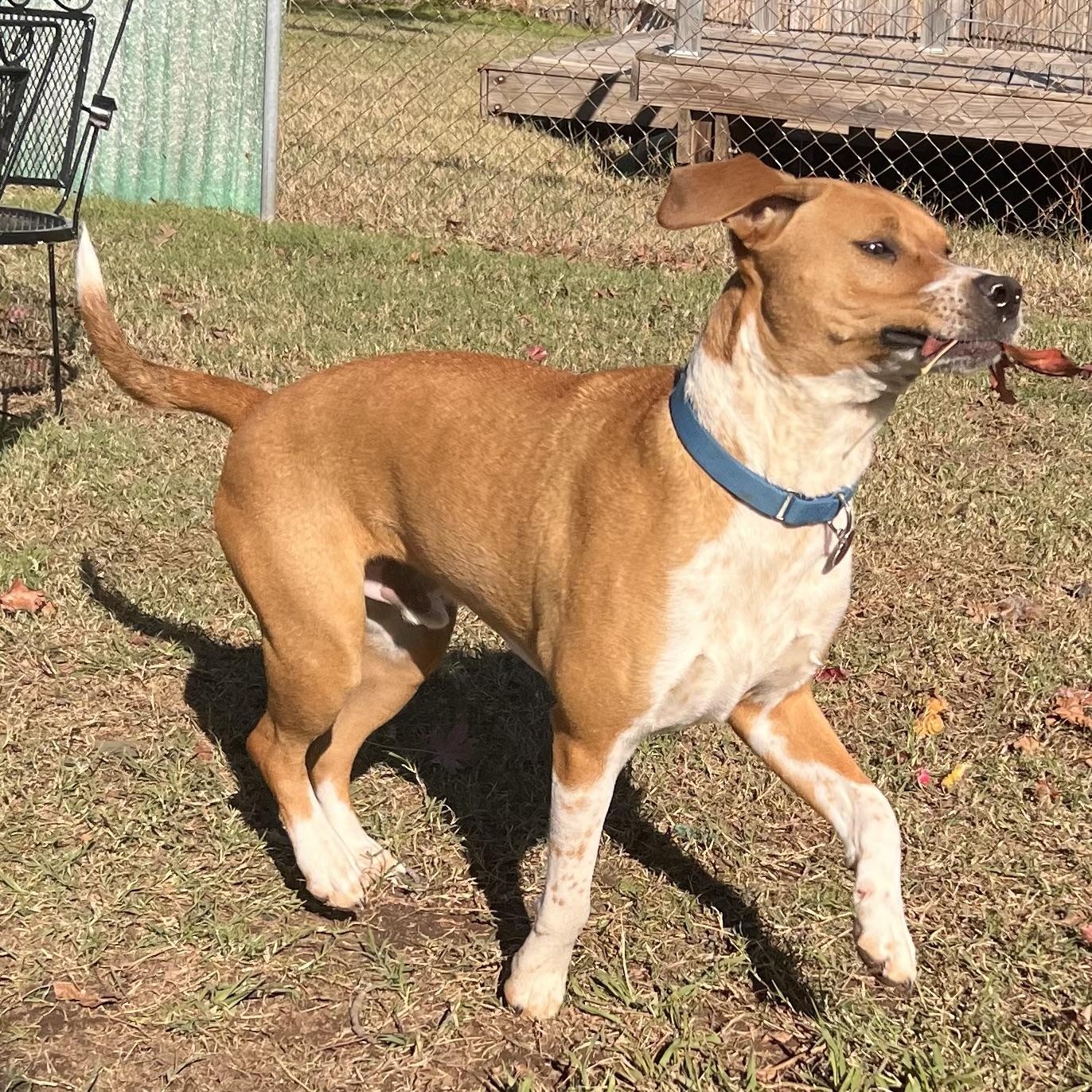 Monty, a Adoptable mixed breed in Shawnee, OK image 5/6