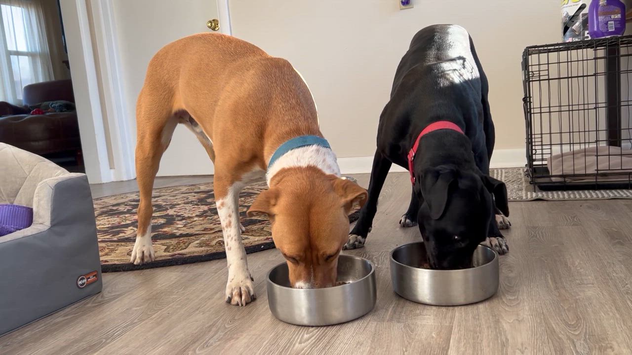 Enlarge Monty, a Adoptable mixed breed in Shawnee, OK video 6/6