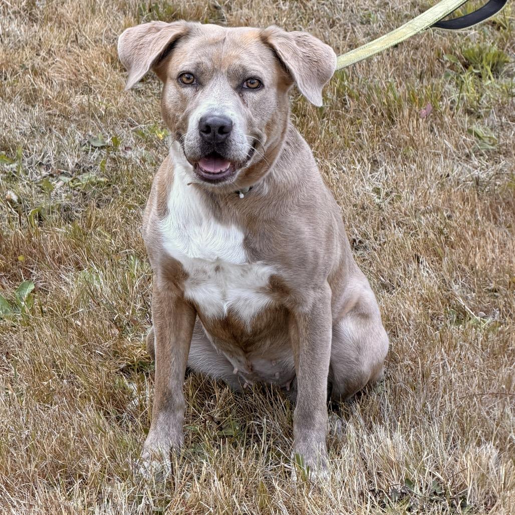 Sitka, Adoptable, Young Female Pit Bull Terrier & Husky.