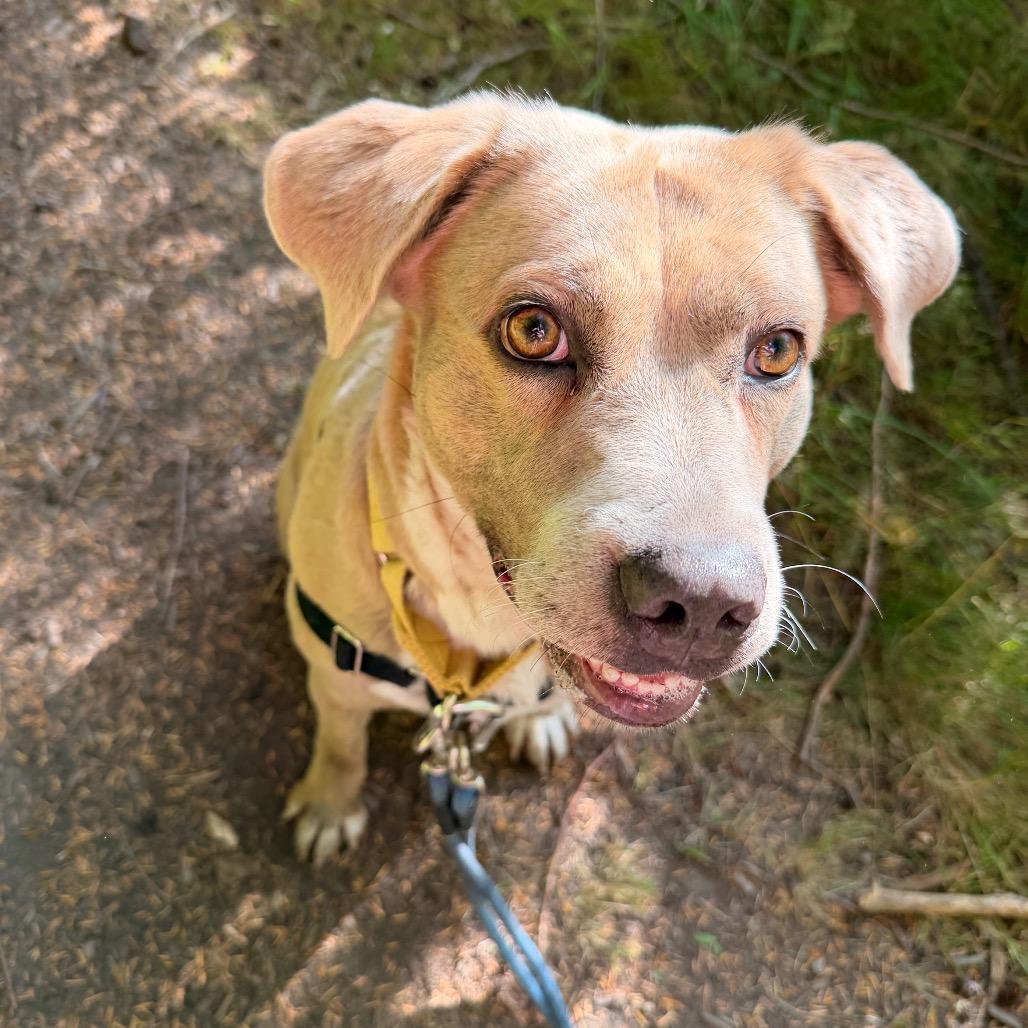 Enlarge Sitka, a Adoptable mixed breed in Port Angeles, WA image 2/6