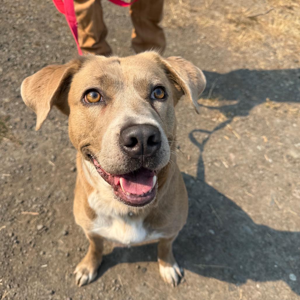 Enlarge Sitka, a Adoptable mixed breed in Port Angeles, WA image 3/6