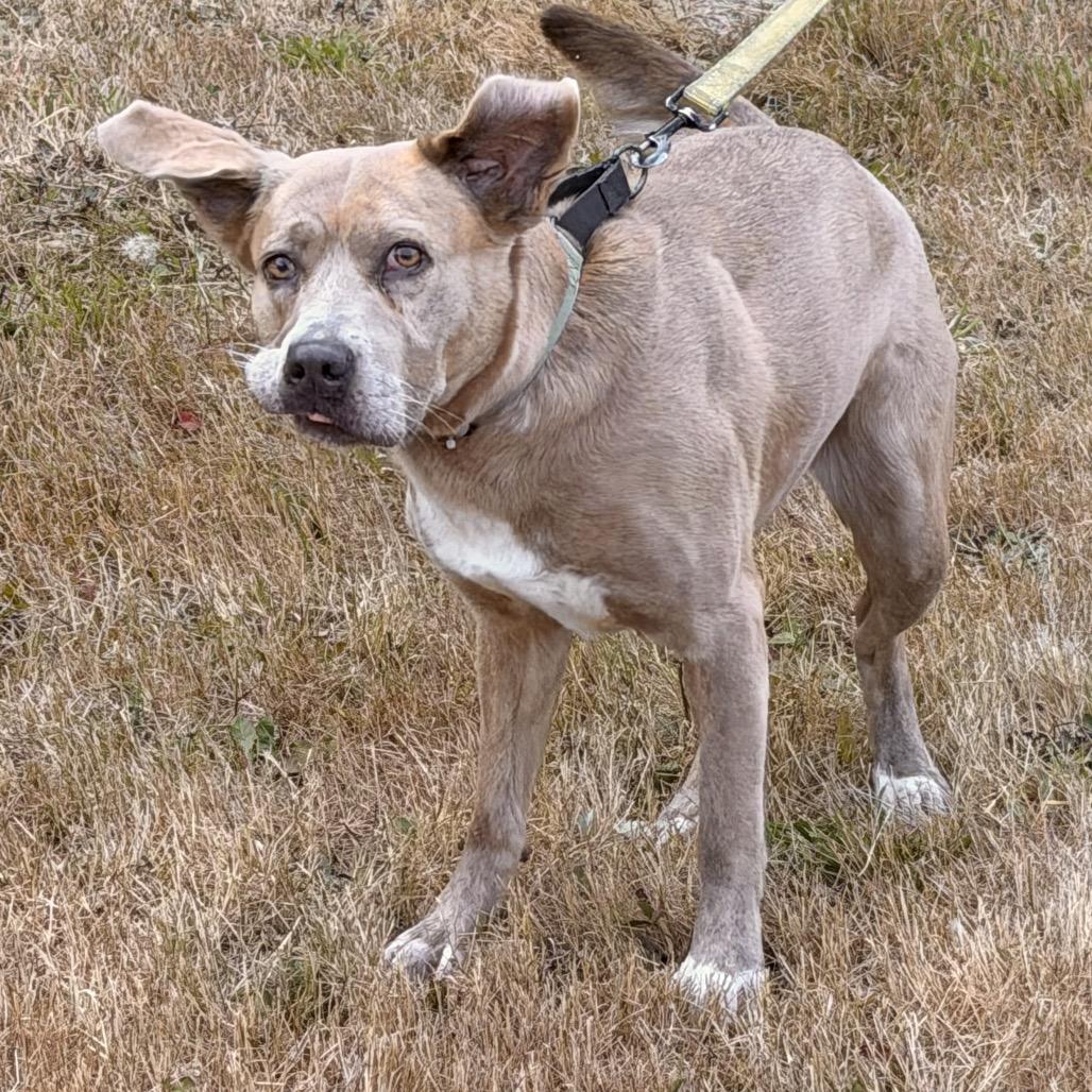 Enlarge Sitka, a Adoptable mixed breed in Port Angeles, WA image 4/6