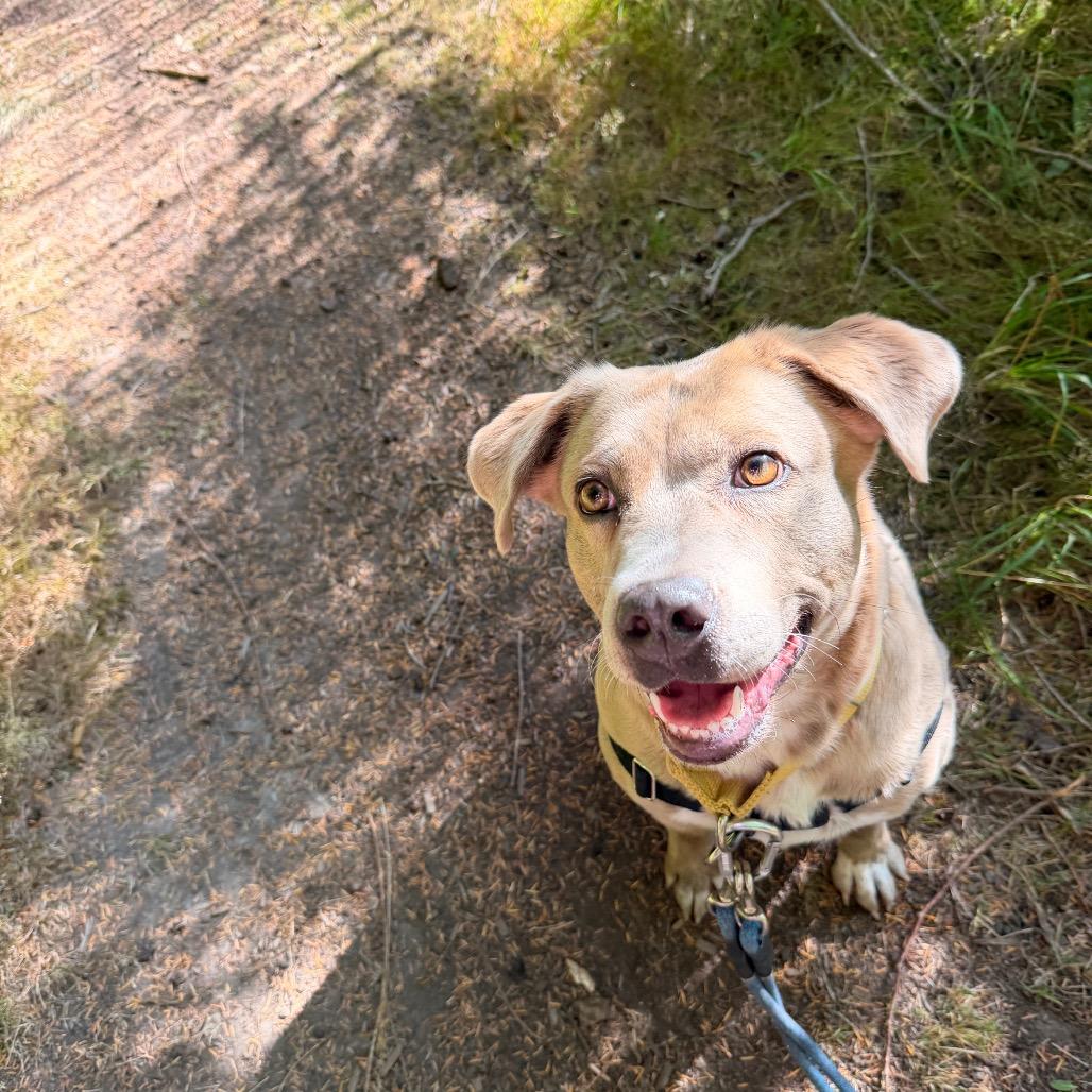 Enlarge Sitka, a Adoptable mixed breed in Port Angeles, WA image 5/6