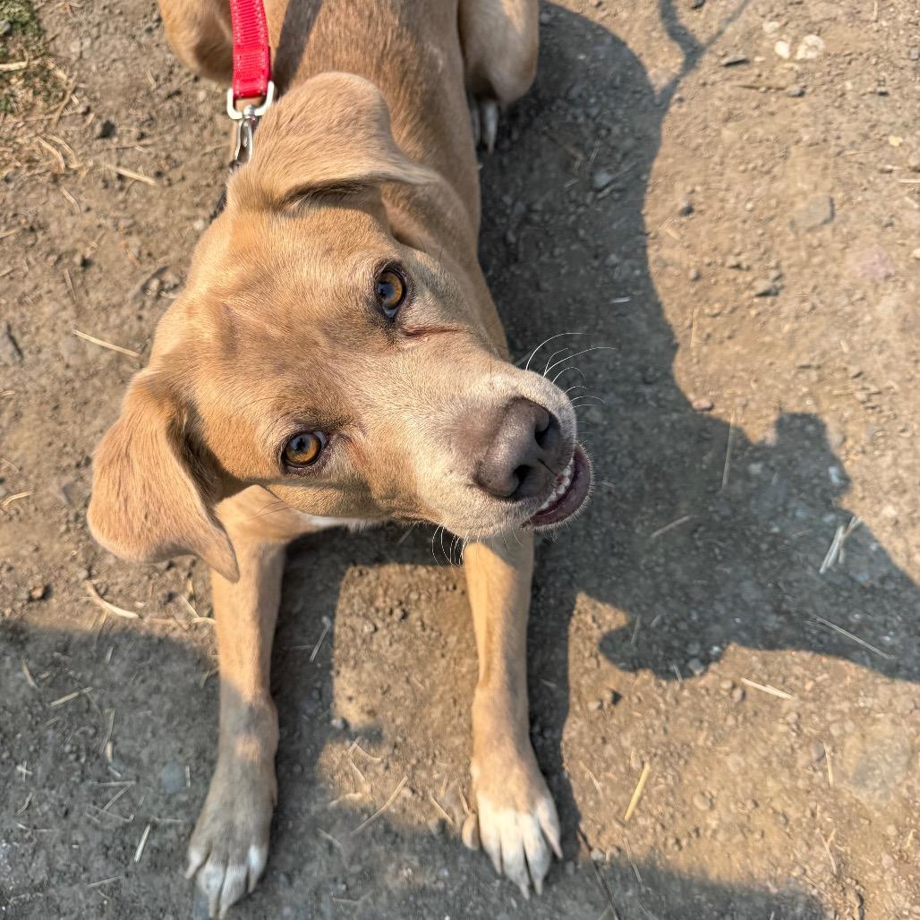 Enlarge Sitka, a Adoptable mixed breed in Port Angeles, WA image 6/6
