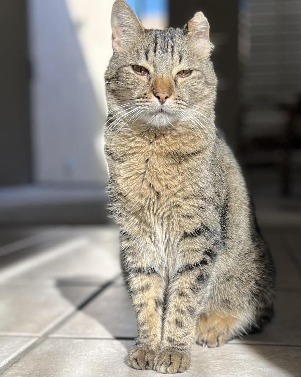Enlarge Wendy, a Adoptable Domestic Short Hair in Tucson, AZ image 1/5