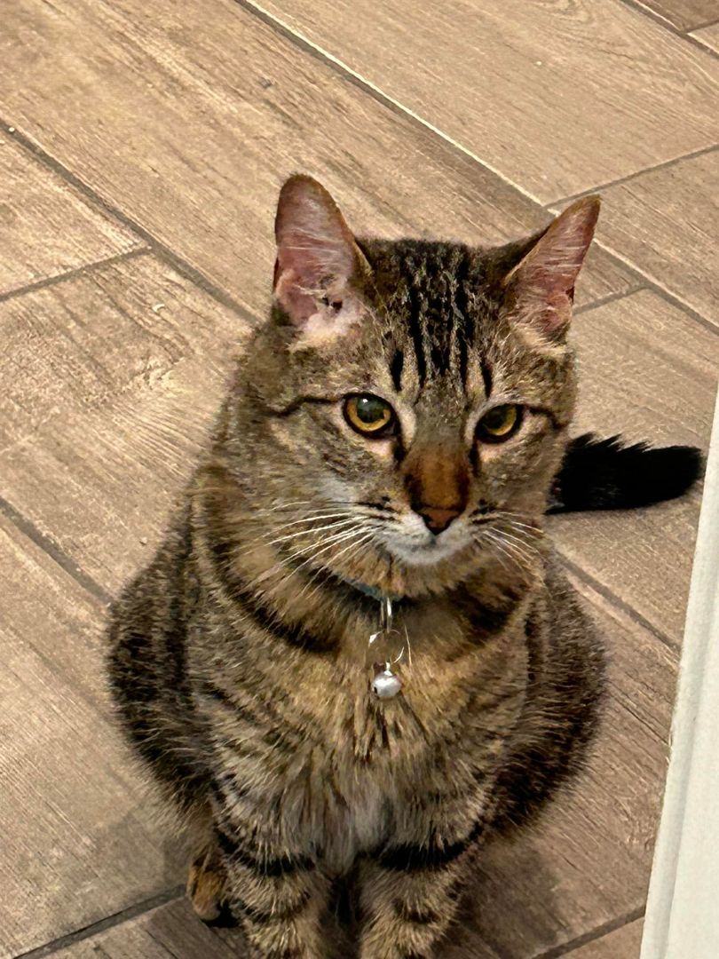 Enlarge Wendy, a Adoptable Domestic Short Hair in Tucson, AZ image 3/5