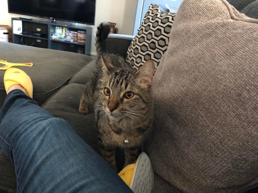 Enlarge Wendy, a Adoptable Domestic Short Hair in Tucson, AZ image 4/5