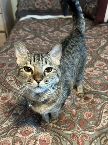 Enlarge Wendy, a Adoptable Domestic Short Hair in Tucson, AZ image 2/5