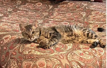 Enlarge Wendy, a Adoptable Domestic Short Hair in Tucson, AZ image 5/5