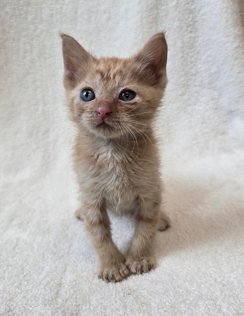 Enlarge Circe, a Adoptable mixed breed in Little Rock, AR image 2/3