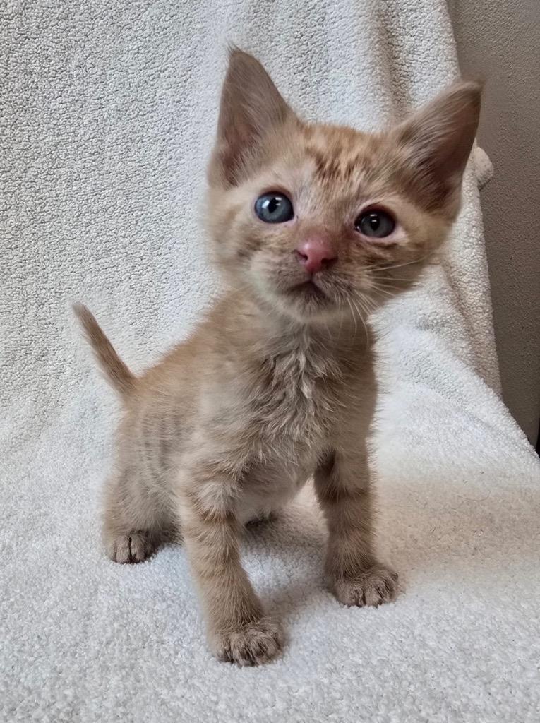 Enlarge Circe, a Adoptable mixed breed in Little Rock, AR image 3/3